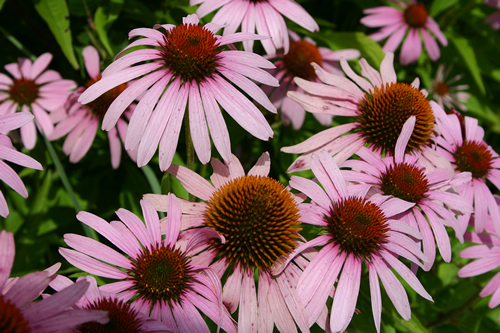 Echinacea angustifolia